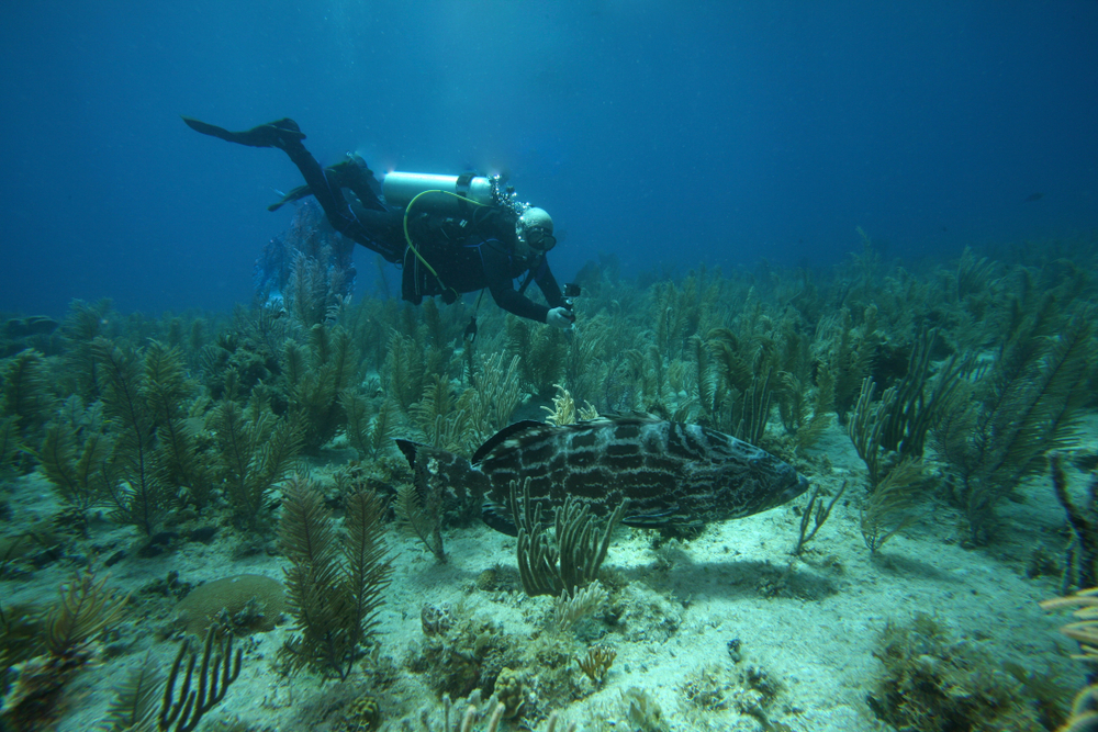 Parque Nacional Jardines de la Reina en Cuba obtiene el Premio Blue Park 2021