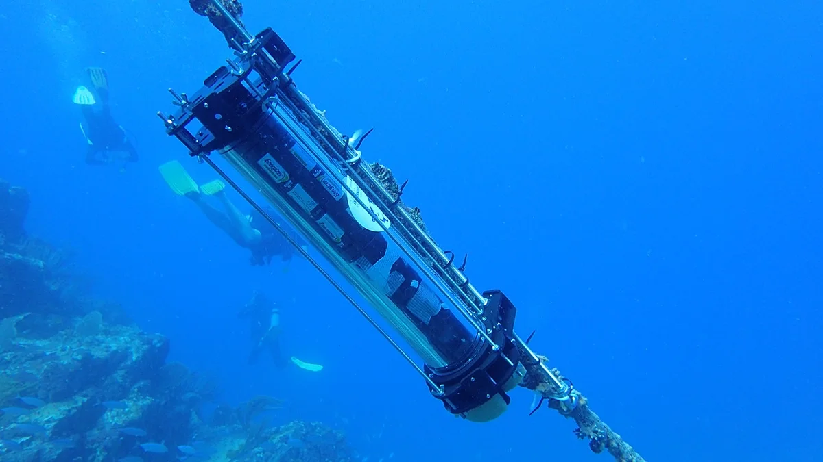 In Antigua, a new push to study Caribbean Whales — by listening to them