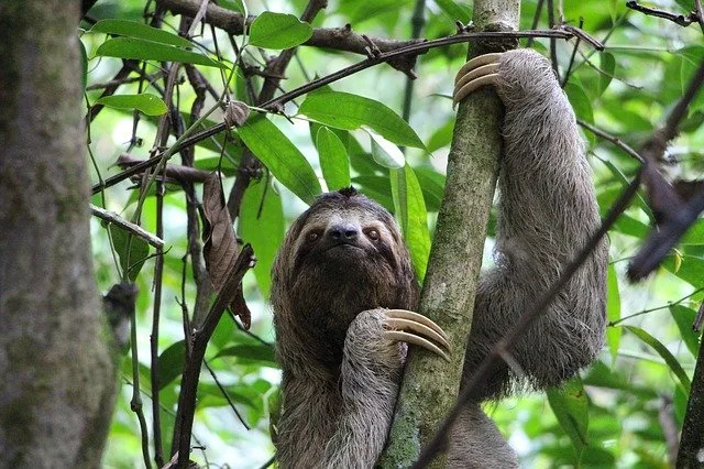 Caño Negro, húmedo hogar de fauna salvaje y naturaleza en Costa Rica
