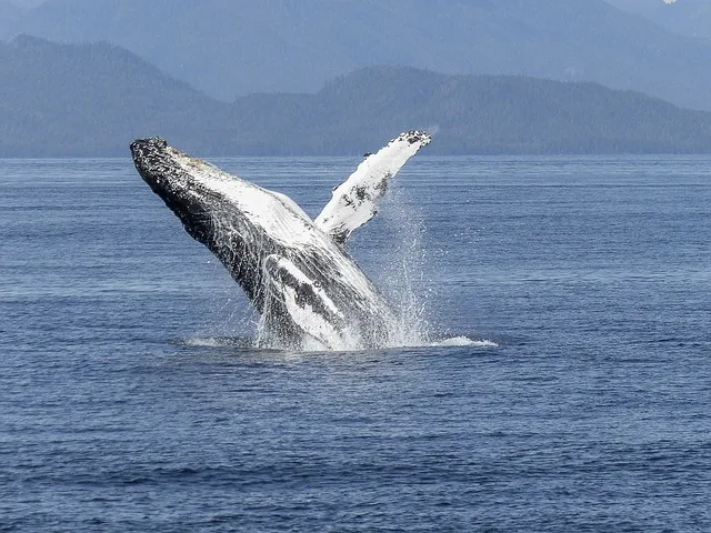 Miles de ballenas jorobadas arriban a costas de Ecuador
