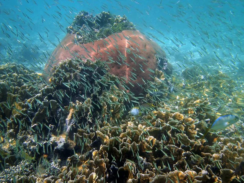 Panamá crea una de las reservas marinas más grandes del Pacífico
