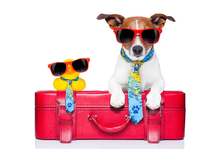 Puntos de Vista: Marriott International celebró el Día del Perro