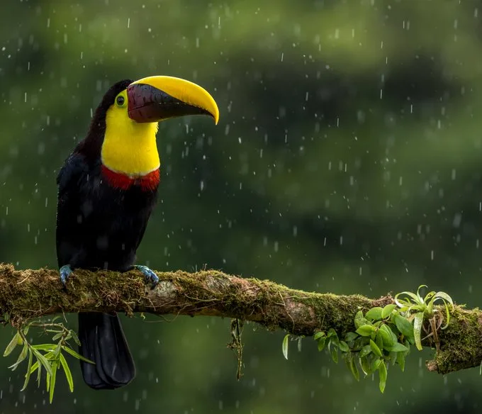 Costa Rica concluye 2021 con 1,3 millones de turistas y la recuperación de todas las aerolíneas que volaban a ese destino