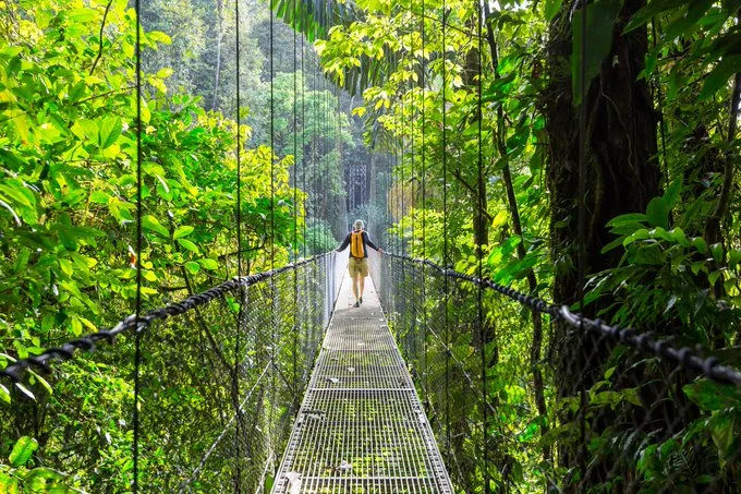 Día Mundial de los Bosques: producción y consumo sostenibles en la mira