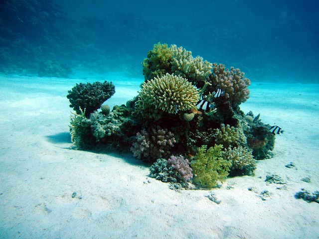 Corales Bahía de Tela (foto pixabay)
