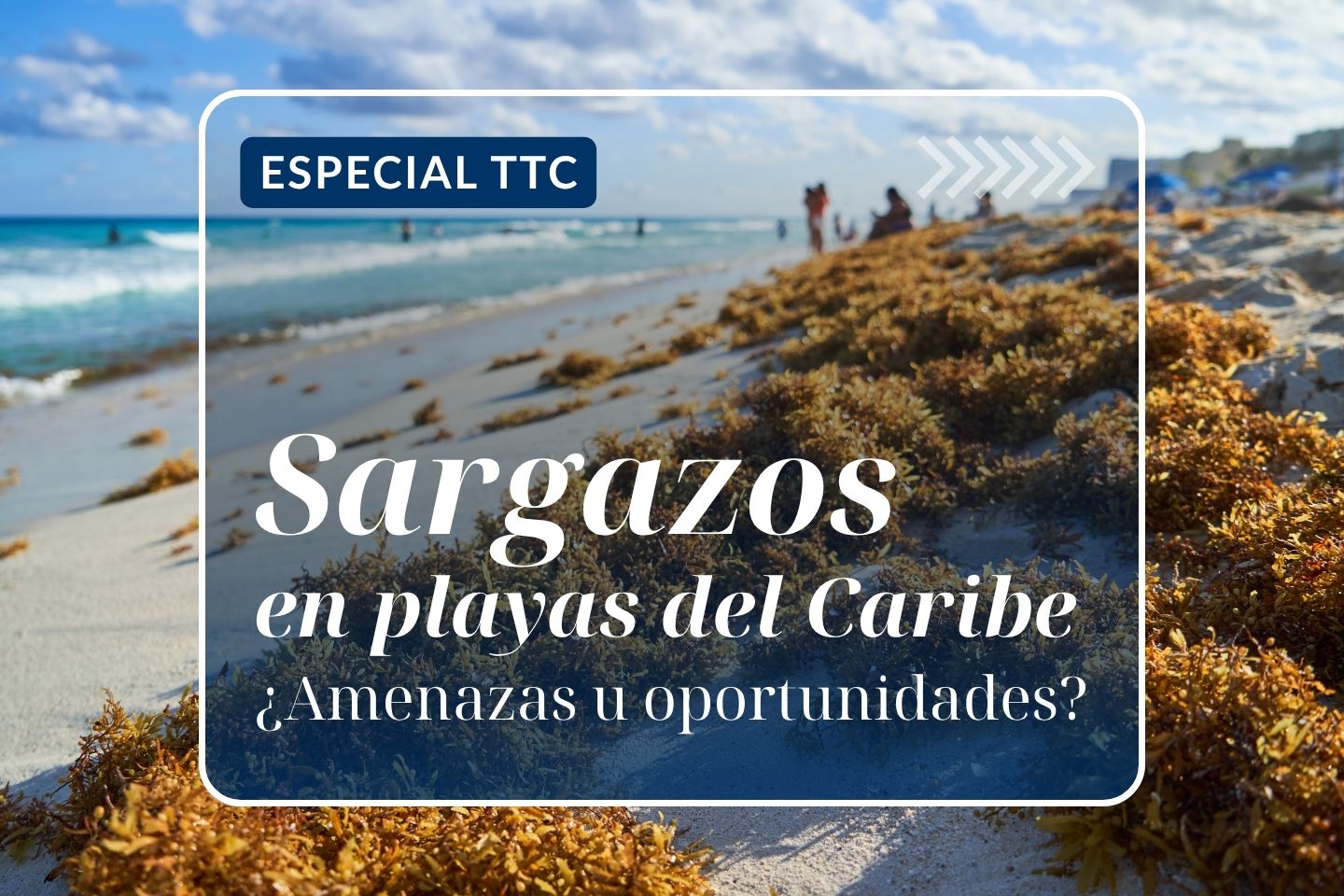 Especial TTC: Sargazos en playas del Caribe, ¿amenazas u oportunidades?