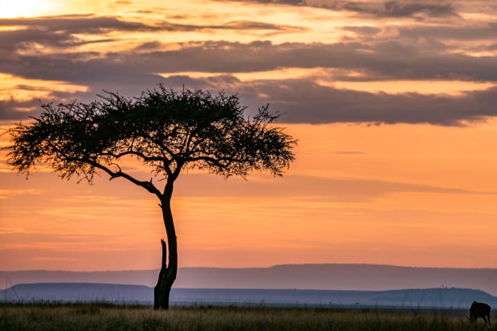 Image of a lone tree with sunset in the background