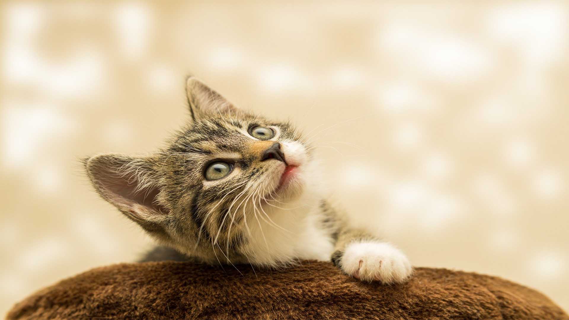 Bringing Pets to Turkey | Pet Transport Services