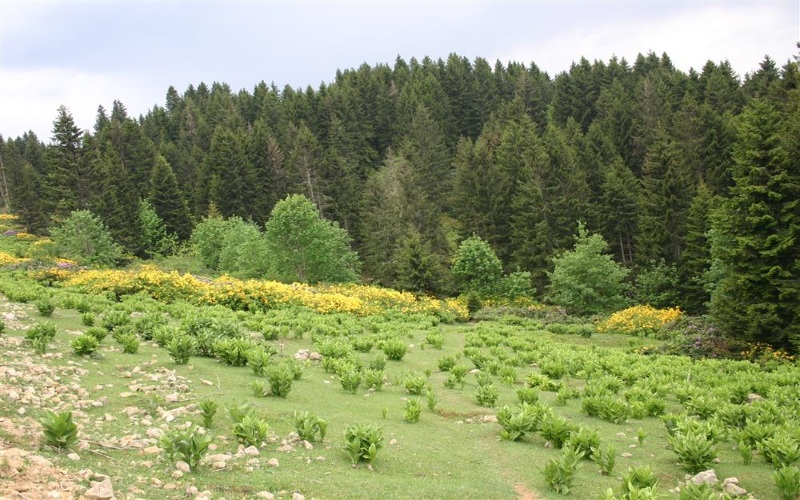 Giresun Yaylaları Paşakonağı Yaylası