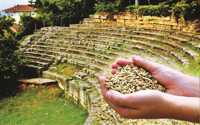Konuralp Pirinci Düzce'den ne alınır