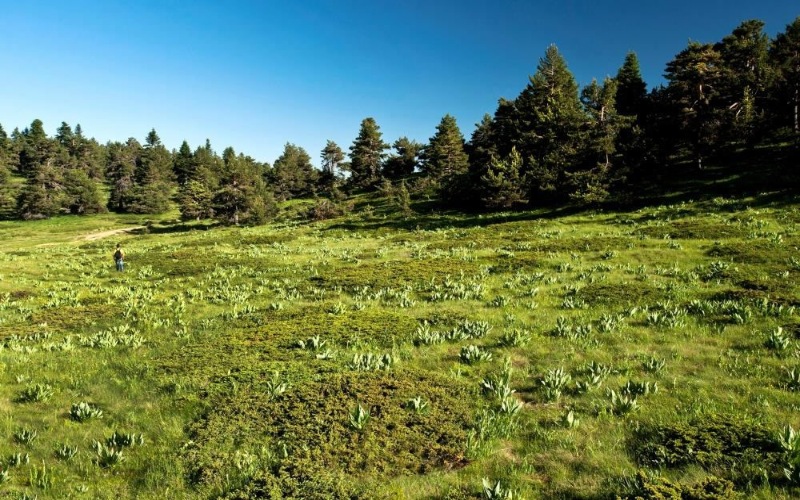 Çiçekli Yayla Bilecik gezilecek yerler