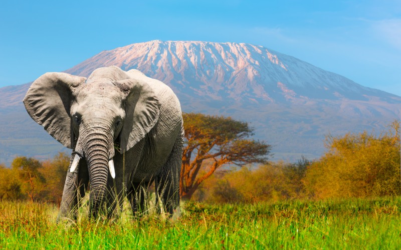Amboseli Milli Parkı Kenya gezilecek yerler