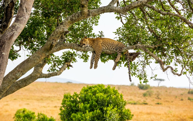 Masai Mara