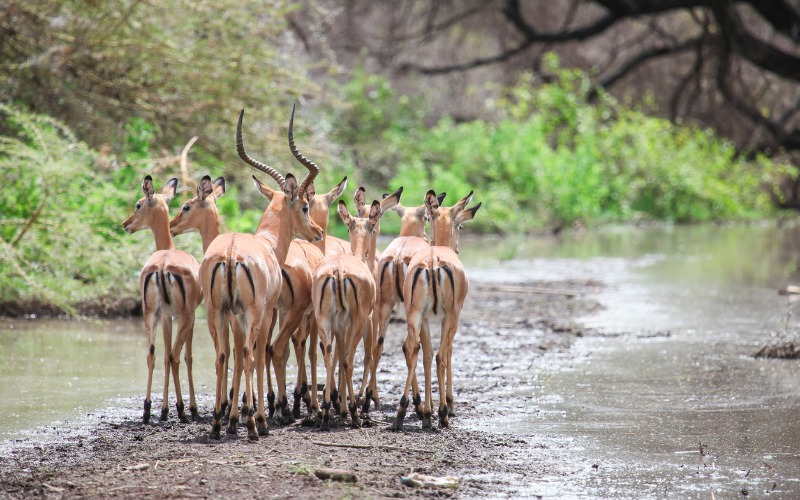 Manyara Gölü Milli Parkı