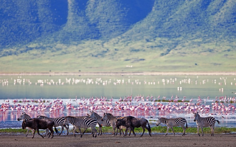 Ngorongoro Koruma Alanı