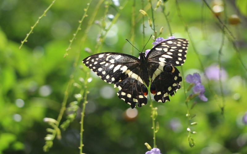 Butterfly Center