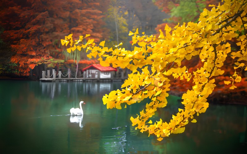 Atatürk Arboretumu