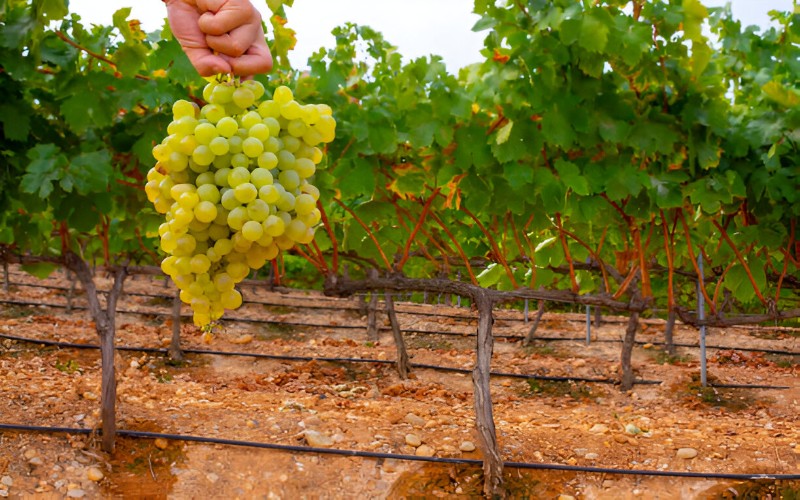 Montilla Şarap Bölgesi