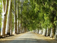 Trabzon Gezilecek Yerler Turna Com