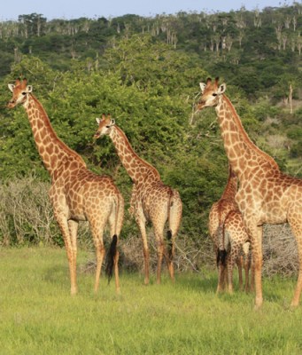 Angola Gezi Rehberi Turna Com