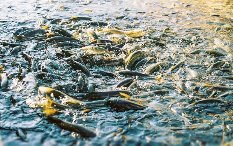 Balikligol-Ucak-Bileti