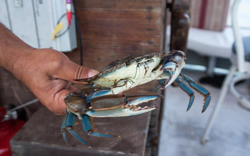 Yengeçlerin Tadına Bakın Dalyanda ne yapılır