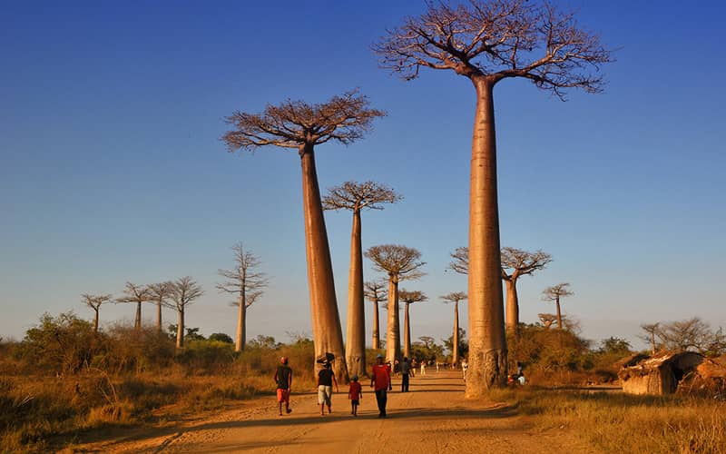 Madagaskar gezilecek yerler baobab