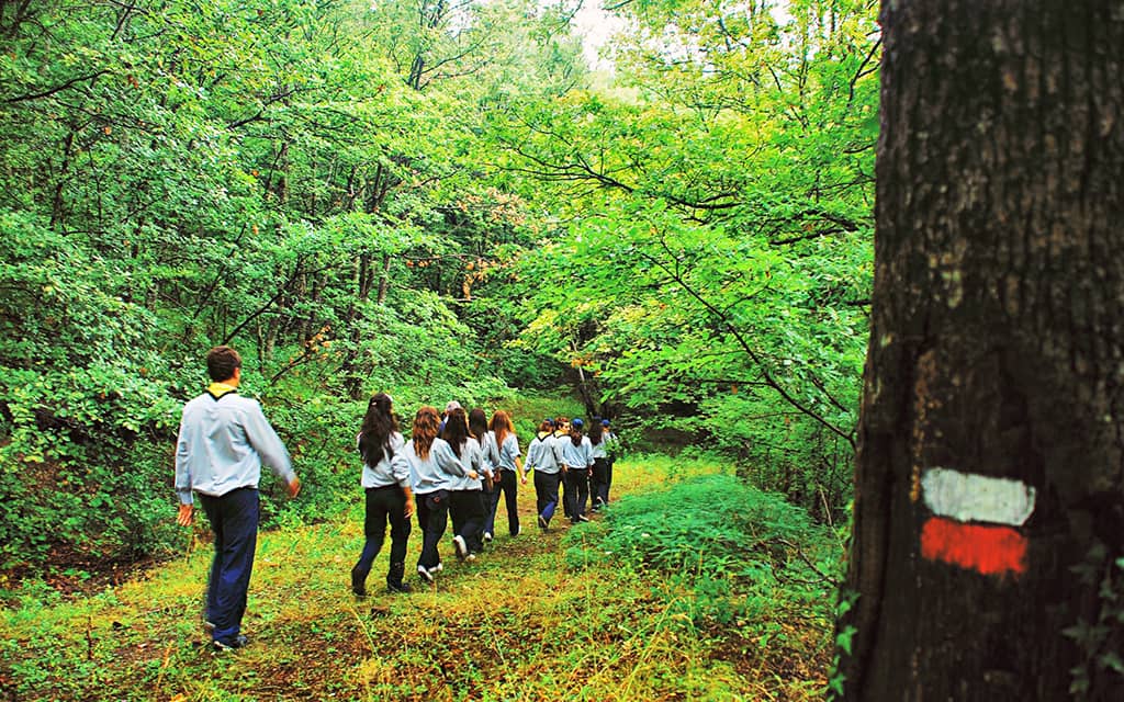 Yenice Ormanları Yolu