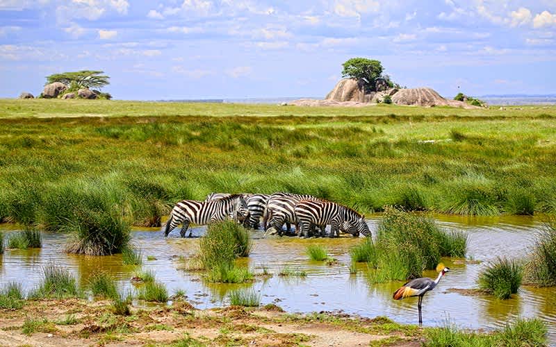 Serengeti-Ulusal-Parki