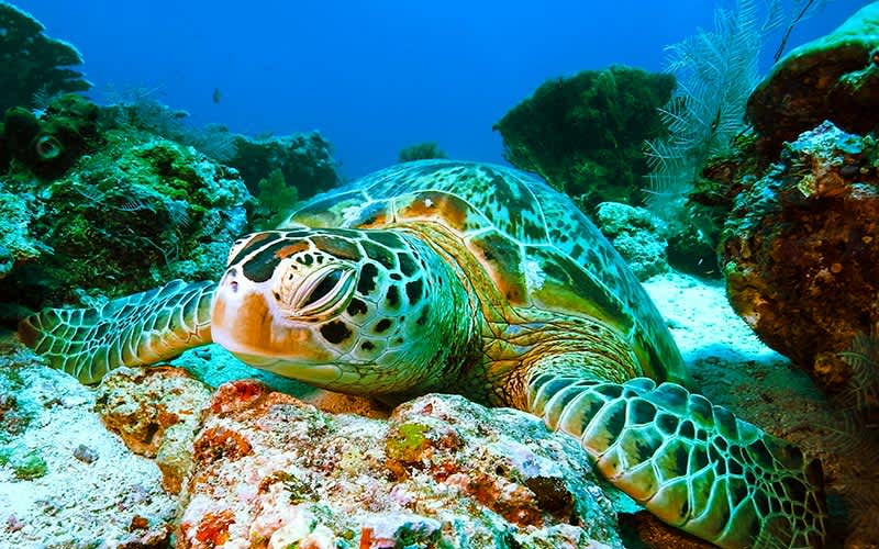 Barracuda-Point-Sipadan