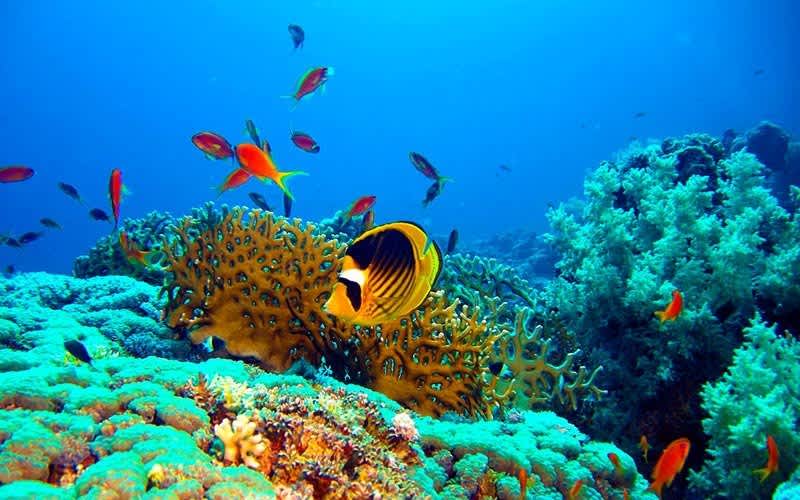 Shark-ve-Yolanda-Reef-Kizildeniz