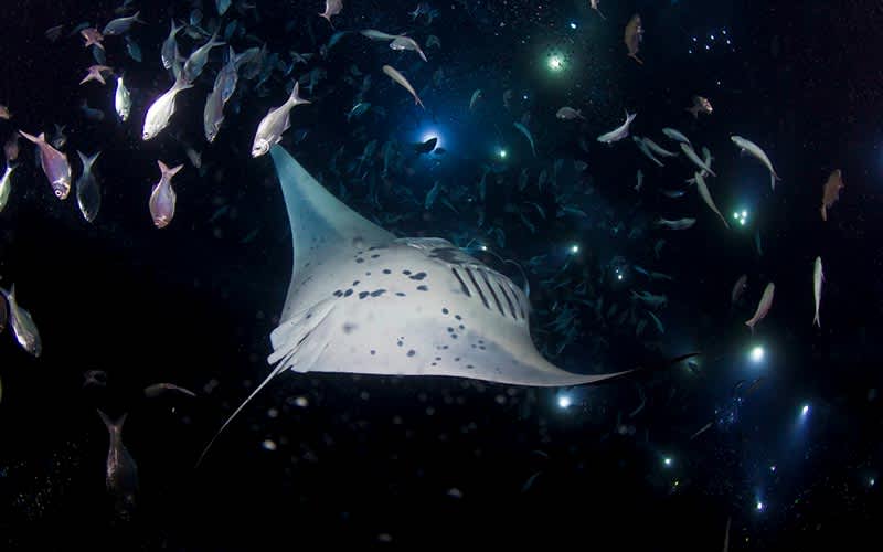 Manta-Ray-Night-Dive