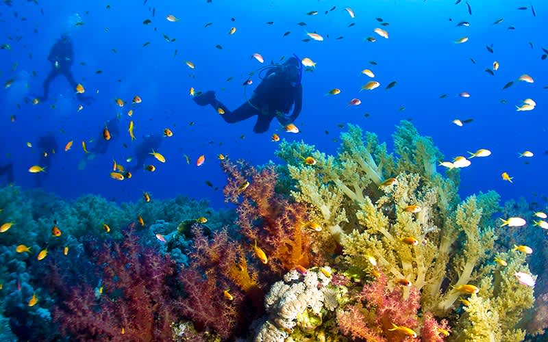 Elphinstone-Reef-Kizildeniz