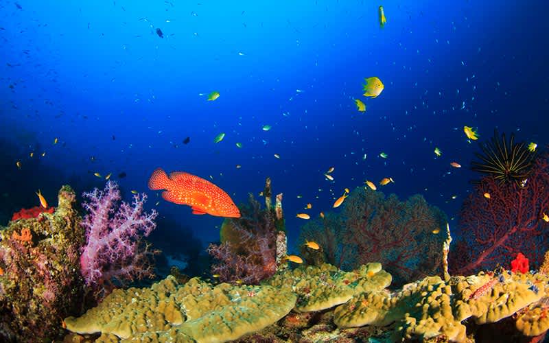 Richelieu-Rock-Tayland