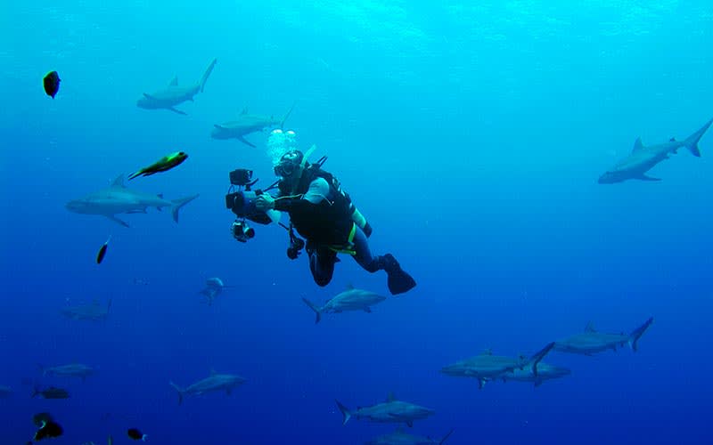 Osprey-Reef-Coral-Sea-Avustralya