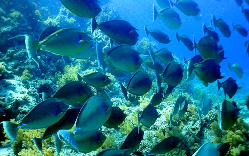 Ras-Mohammed-Kizildeniz-Misir