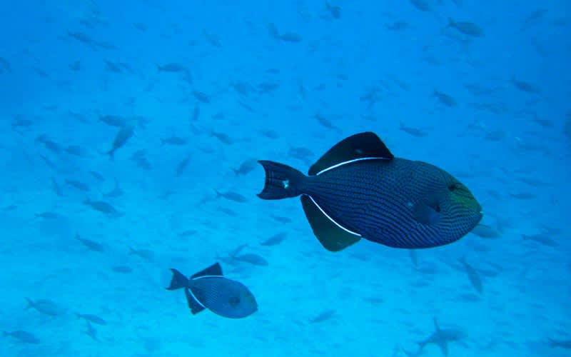 Gordons-Rock-Galapagos-Adalari