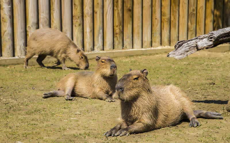 3. Bursa Hayvanat Bahçesi