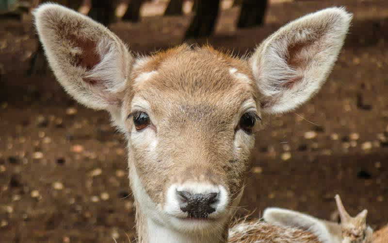 Gaziantep Hayvanat Bahçesi