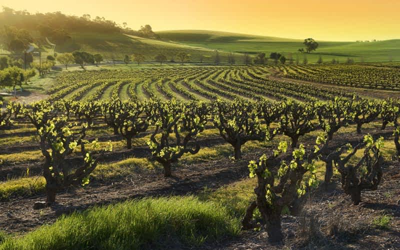 Barossa-unlu-sarap-baglari