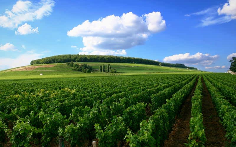 Bordo-Fransa-Sarap-baglari