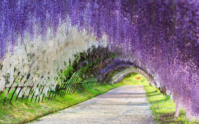 Wisteria Tunnel