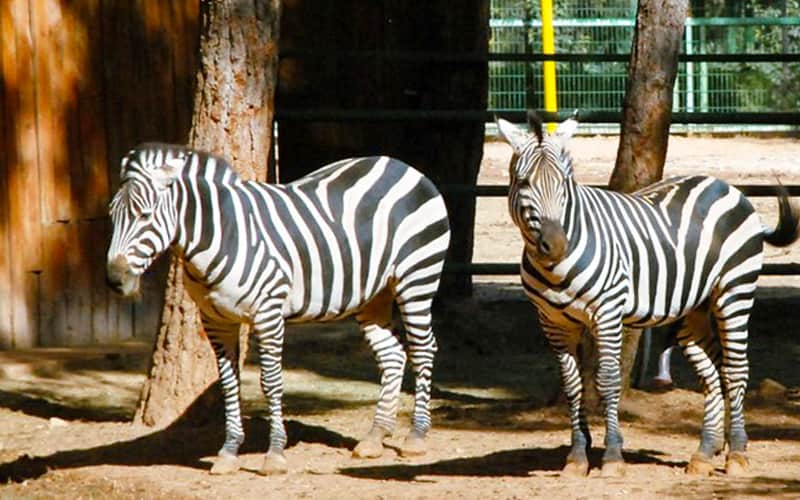 gaziantep-hayvanat-bahcesi