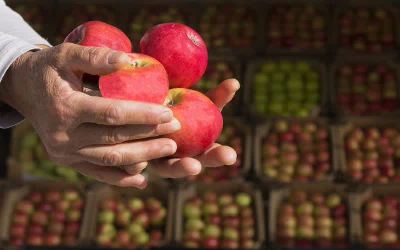 amasya elması amasya gezi rehberi