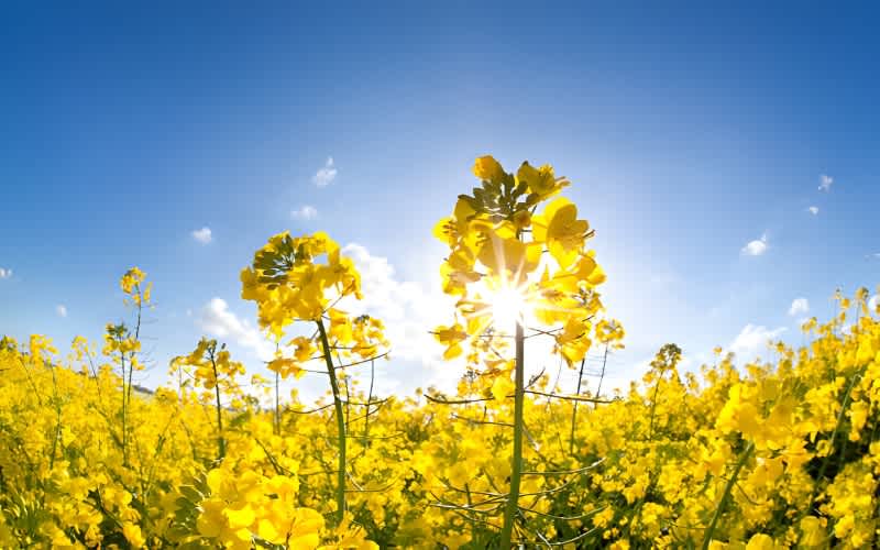 Türkiye’nin En Güzel Bahar Rotaları: Doğanın Uyanışı