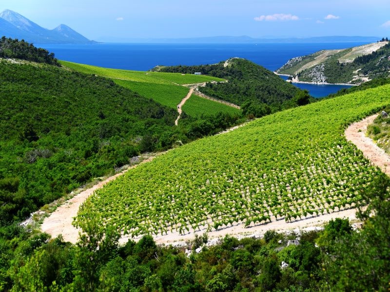 Winery Tour to Peljesac Peninsula - Private
