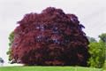 One of the many beautiful trees in Blenheim Park