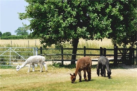 grazing lamas near the path to the church.