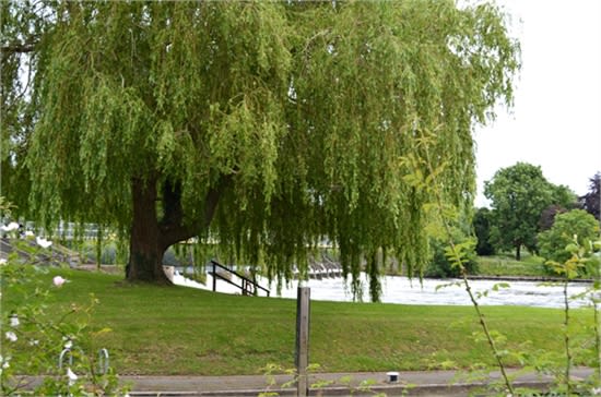 weeping willow at the lock
