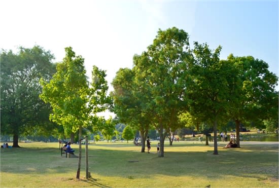 always a shady place